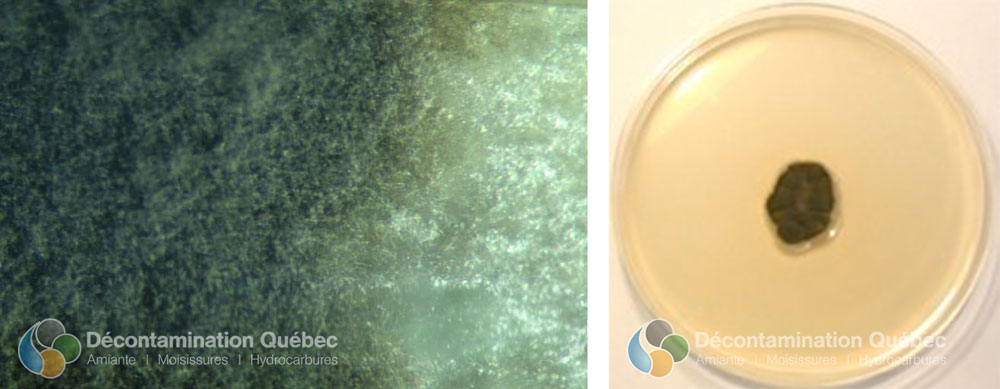 croissance de C.herbarum et Milieu M2YA