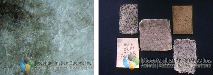 la vision macroscopique et microscopique de C. cladosporioides