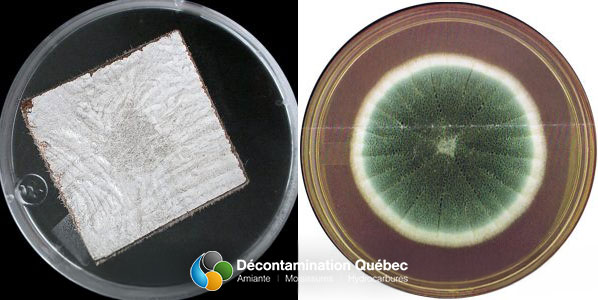 Décontamination Qc