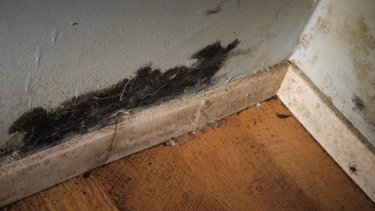 Stachybotrys chartarum, la fameuse moisissure noire?